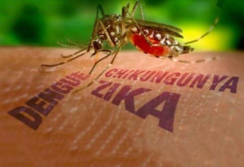 Dengue, Zika e Chikungunya: como idetificar?